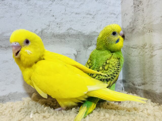 セキセイインコ