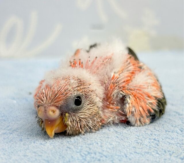 アキクサインコ（秋草インコ）