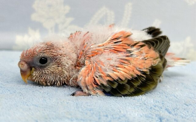 アキクサインコ（秋草インコ）