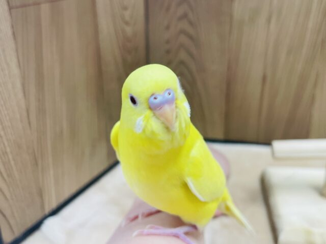 セキセイインコ