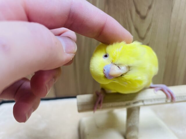 セキセイインコ