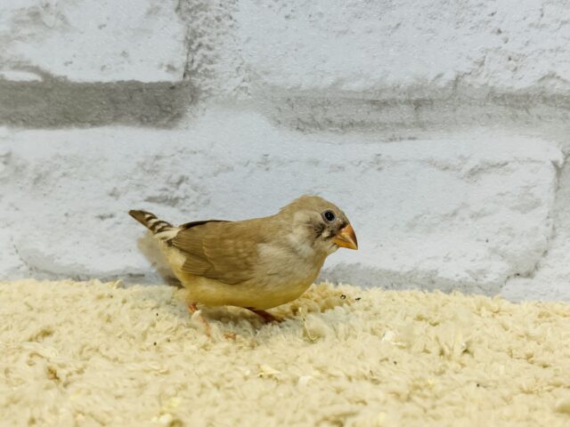 錦花鳥（キンカチョウ）