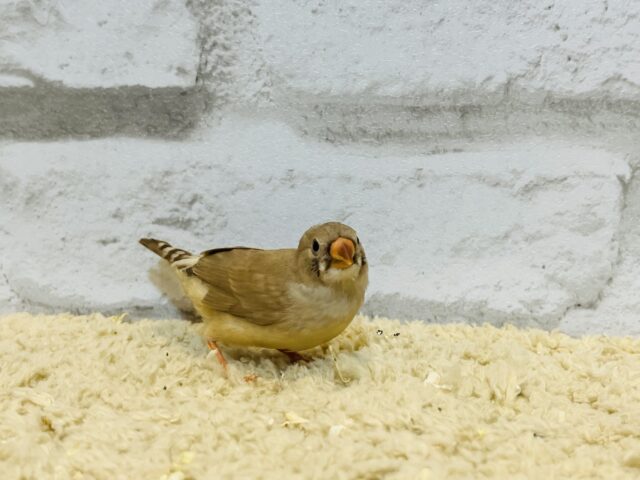 錦花鳥（キンカチョウ）