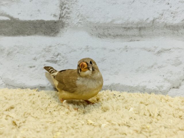 錦花鳥（キンカチョウ）