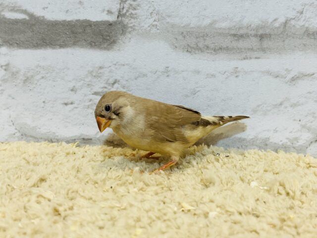 錦花鳥（キンカチョウ）