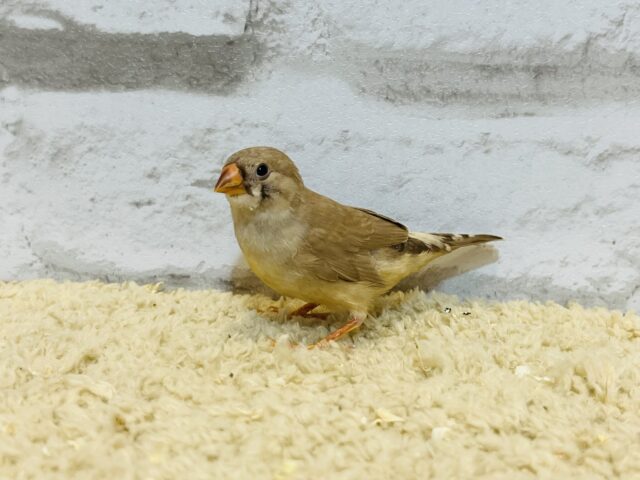 錦花鳥（キンカチョウ）