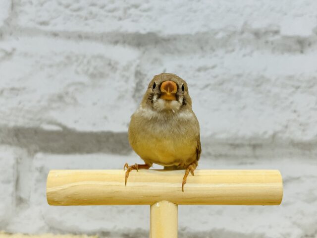 錦花鳥（キンカチョウ）