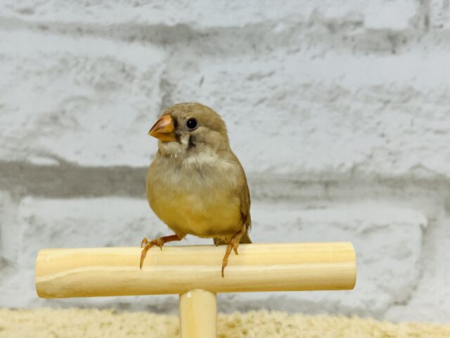 錦花鳥（キンカチョウ）