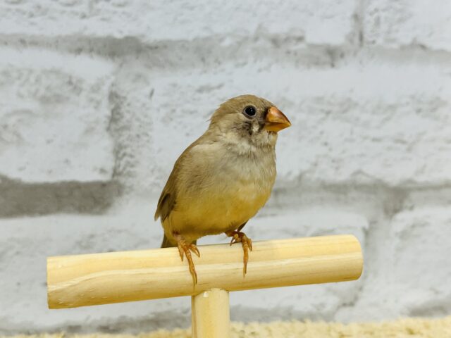 錦花鳥（キンカチョウ）