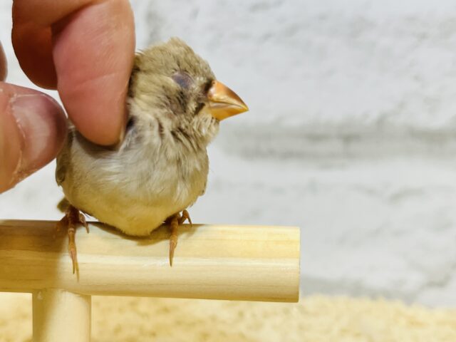 錦花鳥（キンカチョウ）