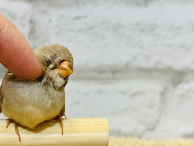 錦花鳥（キンカチョウ）