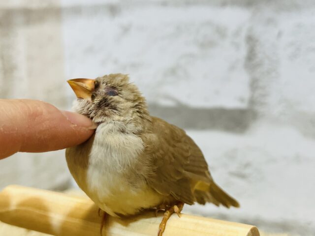 錦花鳥（キンカチョウ）