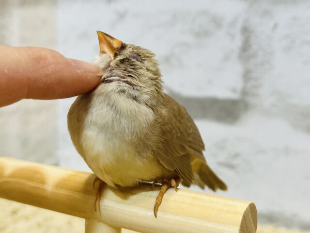 錦花鳥（キンカチョウ）