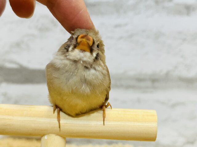 錦花鳥（キンカチョウ）