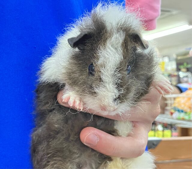 テディモルモット