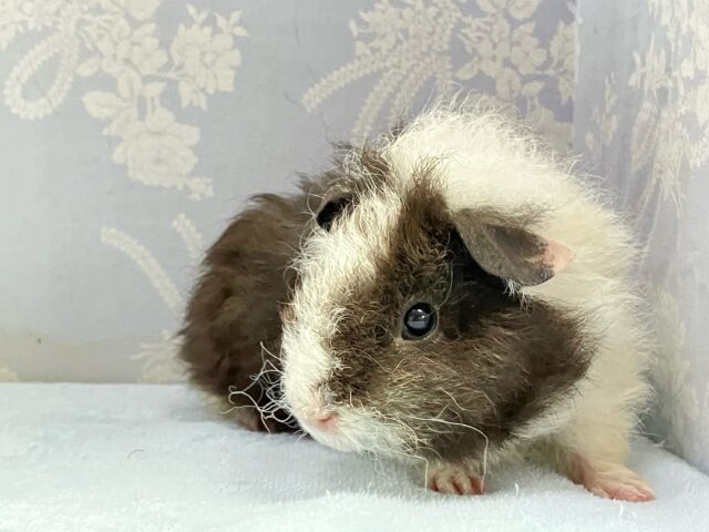 テディモルモット