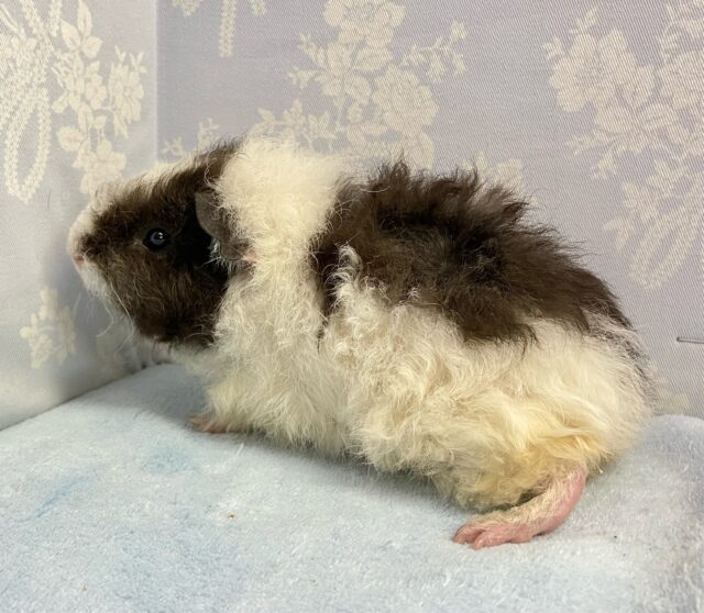 テディモルモット