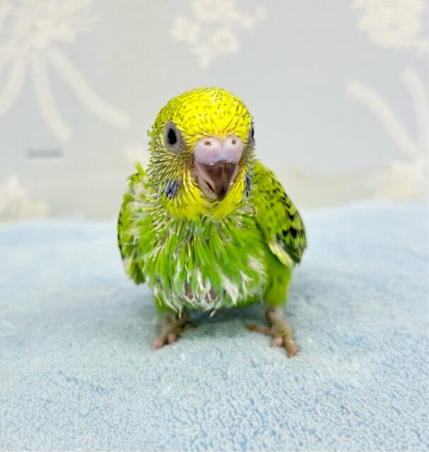 セキセイインコ