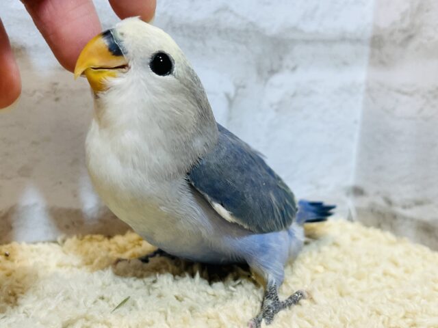 【最新画像・動画更新🪄】うるうるのおめめに吸い込まれちゃう🫧コザクラインコ(バイオレットパイド) ヒナ コザクラインコ(小桜インコ)