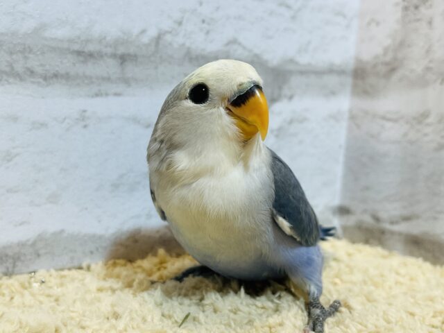 【最新画像・動画更新🪄】うるうるのおめめに吸い込まれちゃう🫧コザクラインコ(バイオレットパイド) ヒナ コザクラインコ(小桜インコ)