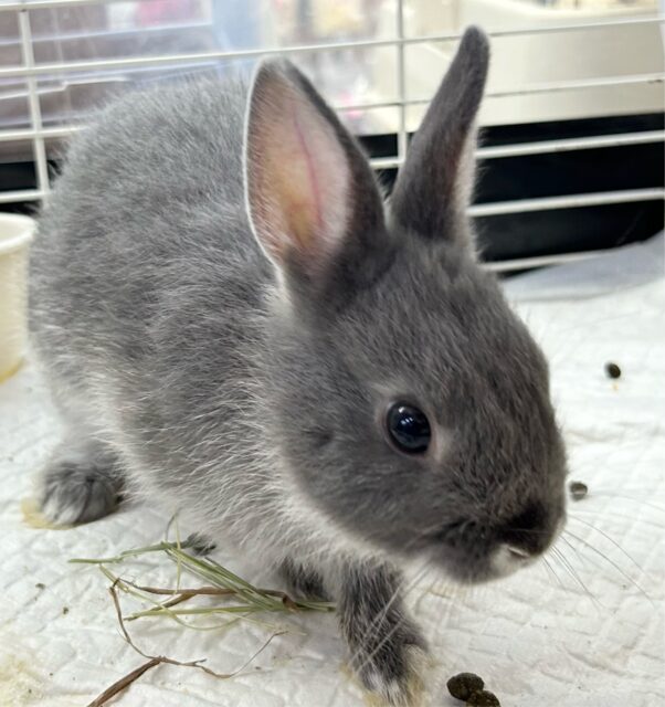 ネザーランドドワーフ