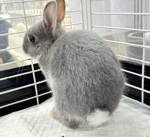 ネザーランドドワーフ