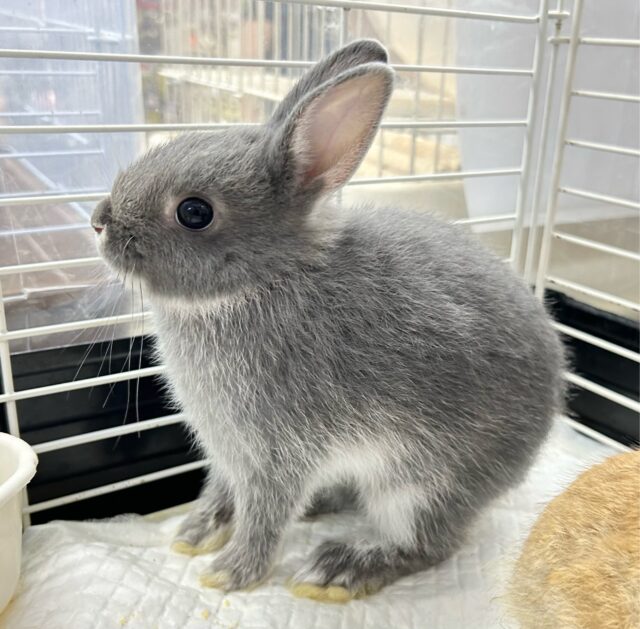 ネザーランドドワーフ