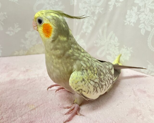 オカメインコ