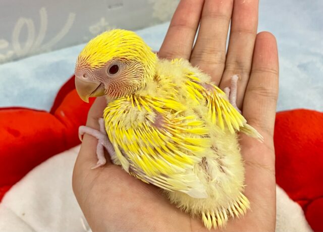 コザクラインコ（小桜インコ）