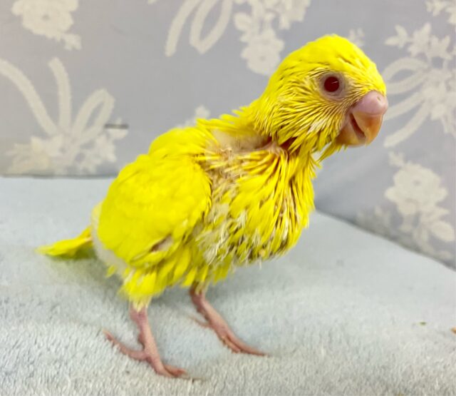 セキセイインコ