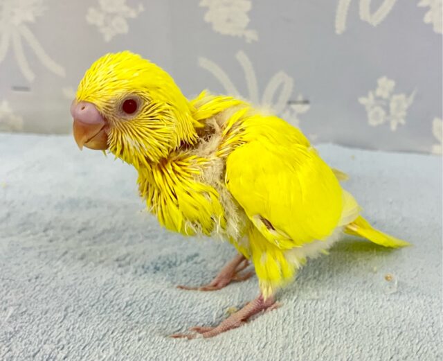 セキセイインコ