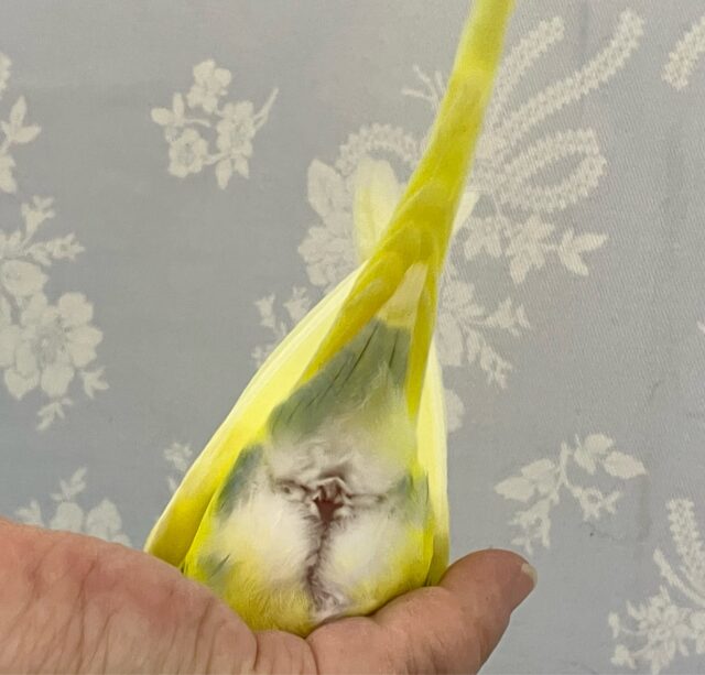 セキセイインコ