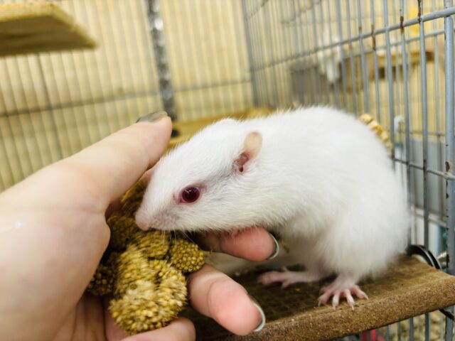 画像更新☆衝撃‼︎‼︎アルビノシマリスの入舎です!! アルビノシマリス