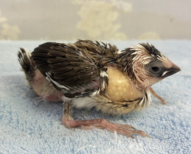 十姉妹（ジュウシマツ）