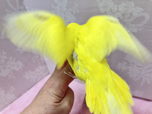 セキセイインコ