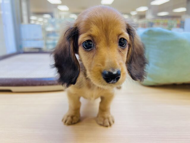 ミニチュアダックス