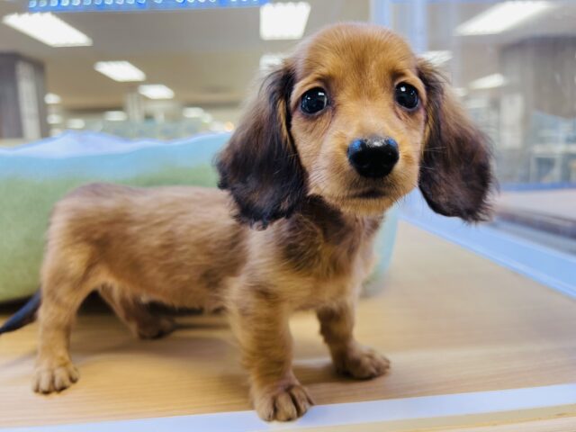 ミニチュアダックス