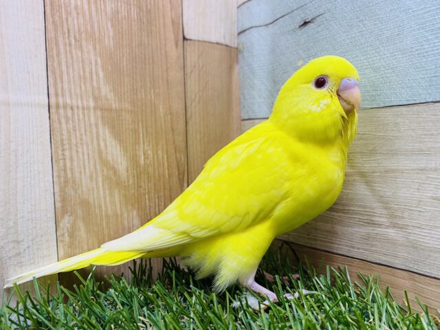 セキセイインコ