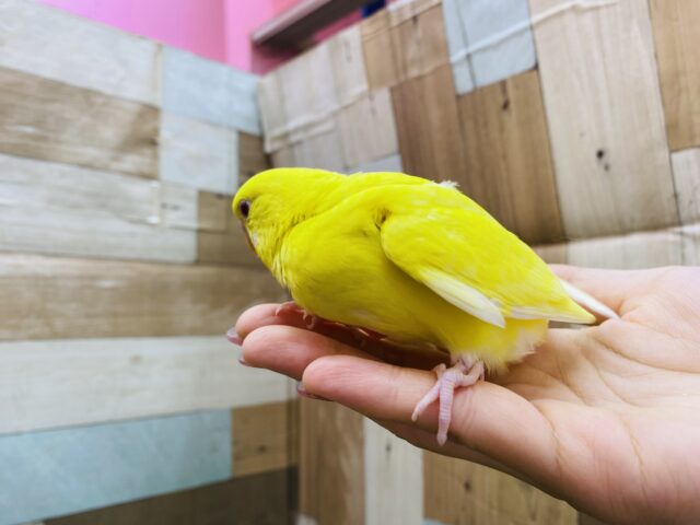 セキセイインコ