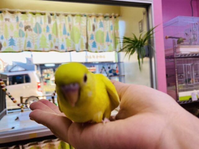 セキセイインコ