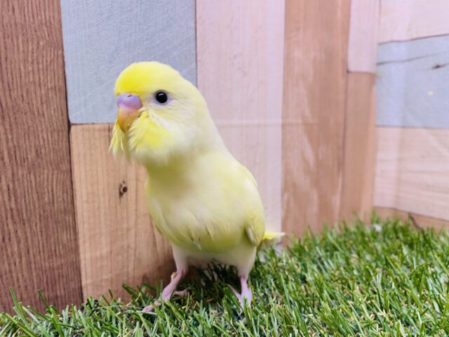 セキセイインコ