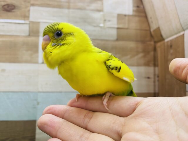 セキセイインコ