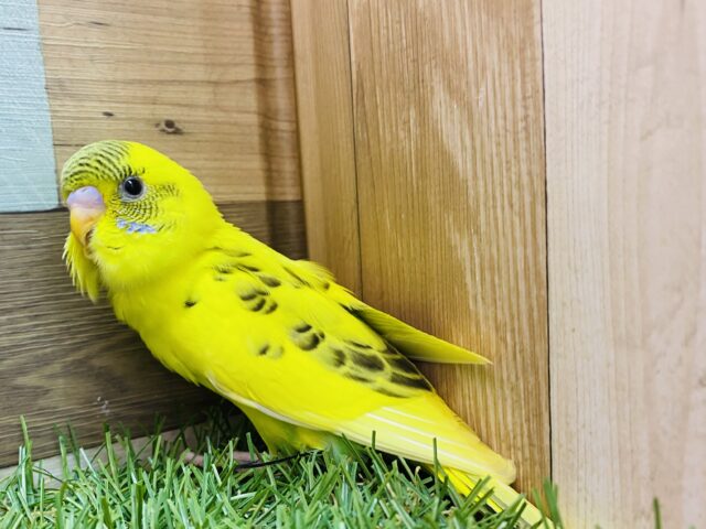 セキセイインコ