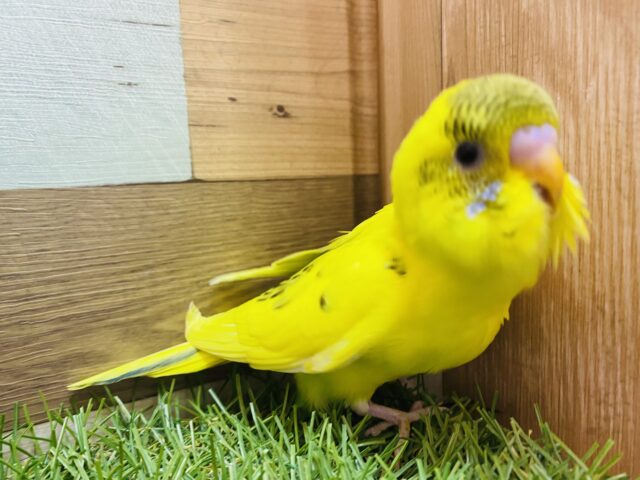 セキセイインコ