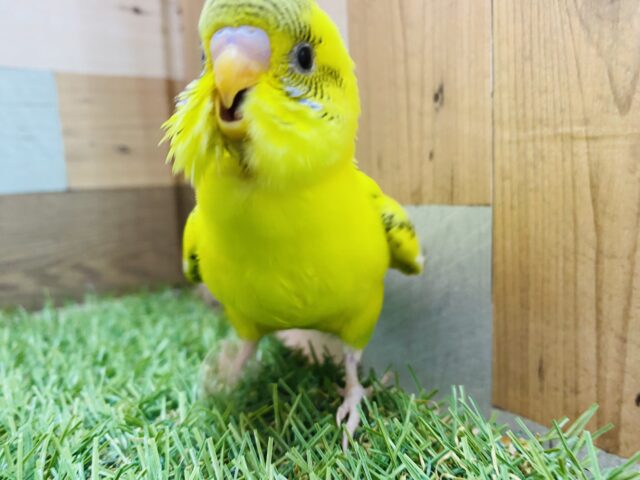 セキセイインコ
