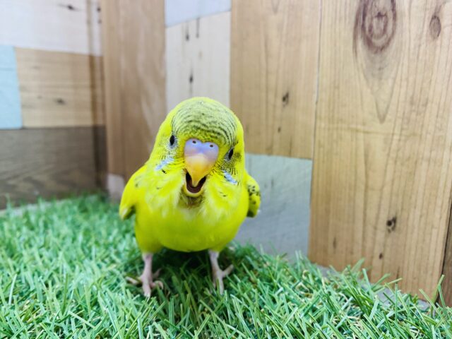 セキセイインコ