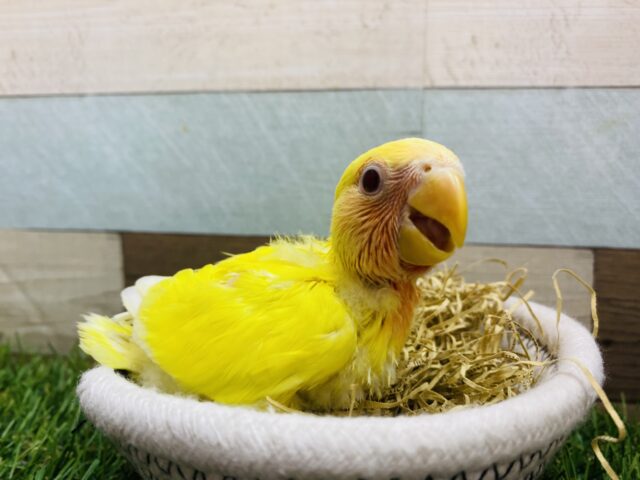 コザクラインコ（小桜インコ）