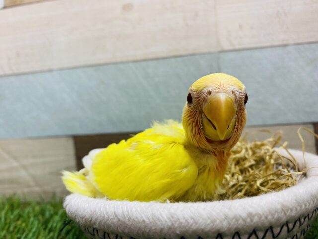 コザクラインコ（小桜インコ）