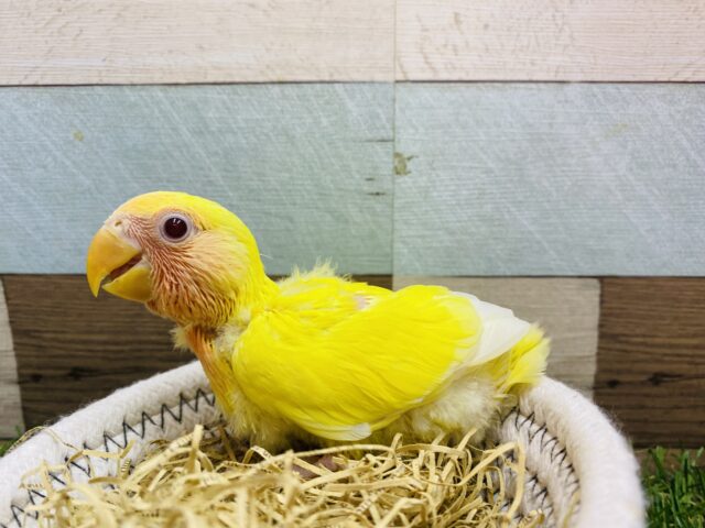 コザクラインコ（小桜インコ）