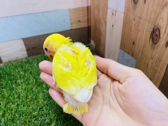 コザクラインコ（小桜インコ）